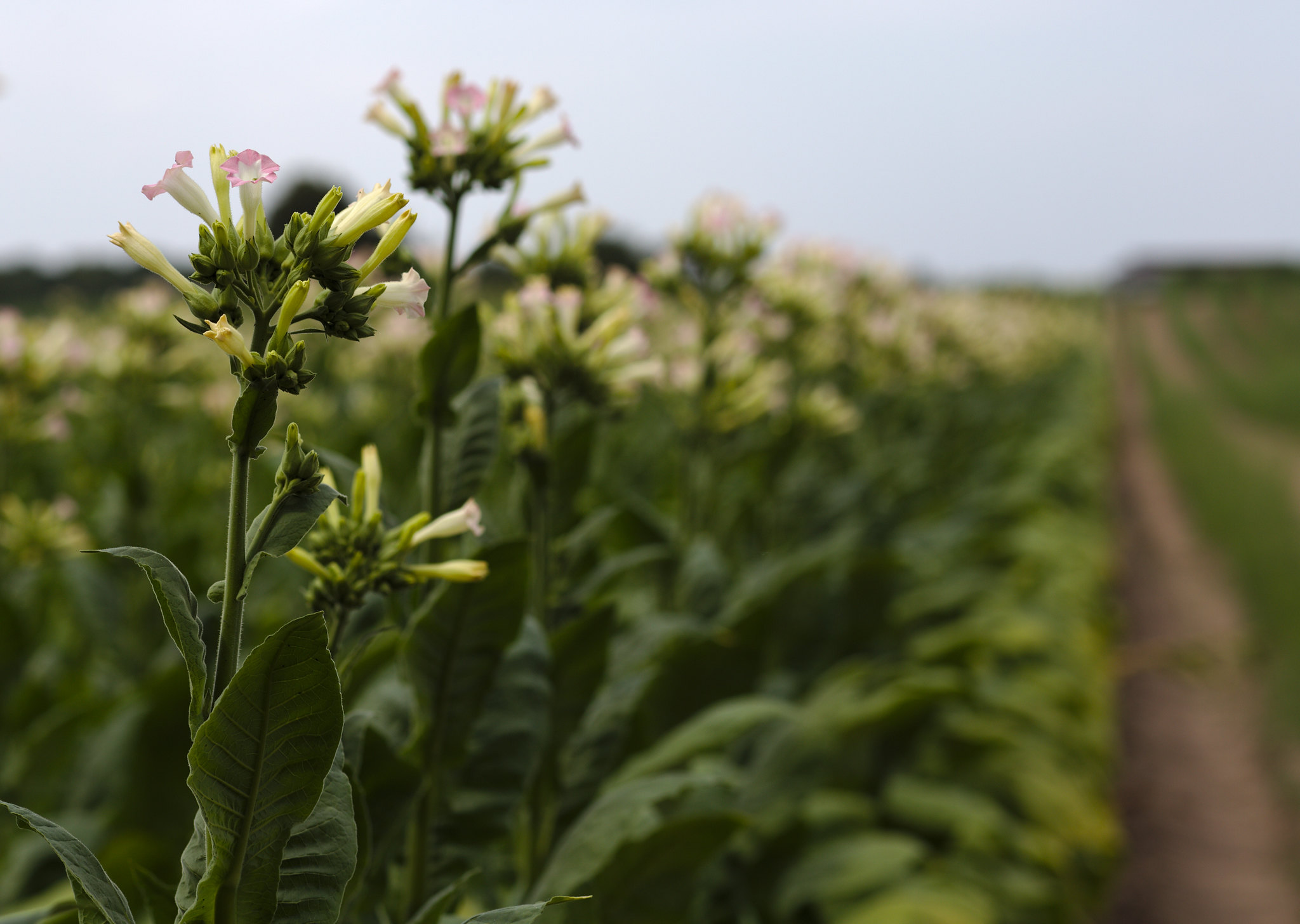 Du tabac sans nicotine pourrait réduire la dépendance. © stanze, Flickr